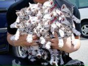 Дмитрий Парф фотография #20 (источник - https://vk.com/id830271)