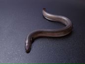 Фотография Лебедева Александра