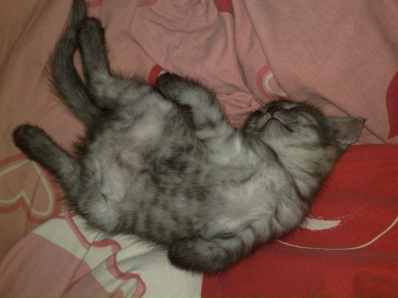 Дмитрий Баракин фото №19