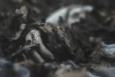 Ельвіра Ольбрахт фотография #1
