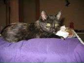 Фотография Чиликина Олеся