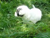 Соломія Юрченко фотография #20 (источник - https://vk.com/id80727518)