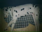 Антон Котов фотография #26 (источник - https://vk.com/id288997)