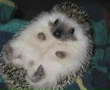 Фотография Шуравина Алексея