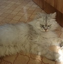 Фотография Старченкова Александра