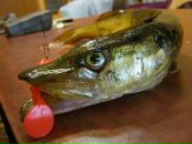 Сергій Демидюк фотография #9 (источник - https://vk.com/id19099281)