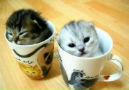 Фотография Черных Евгении