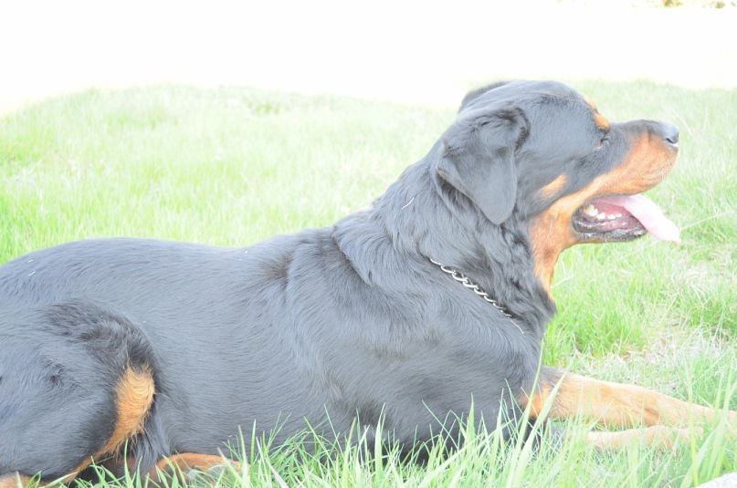 Роман Опальчук фотография #48